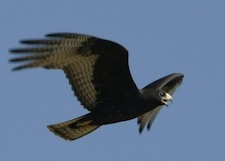 Zone-tailed Hawk